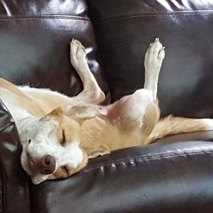 Meet your Posher, Maxie